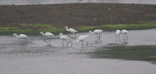 Chinese Egrets.jpg