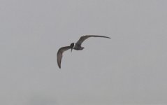 Whiskered Tern.jpg