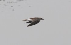 Wood Sandpiper.jpg