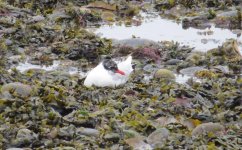 med gull 009.jpg