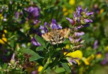 029pse Marbled Clover moth.jpg