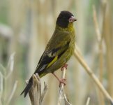 IMG_5885 Black-headed Greenfinch (m) @ Shuhe.JPG