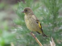 IMG_6045 Black-headed Greenfinch (juv) @ Shuhe.JPG