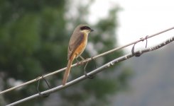 IMG_5839 Grey-backed Shrike @ Shuhe .JPG