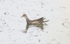 Common Moorhen.jpg