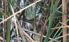 Pallas's Grasshopper Warbler.jpg