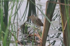 Yellow Bittern.jpg