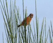 stonechat2.JPG