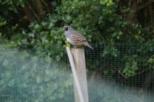 Sat on duck pond fence post.JPG