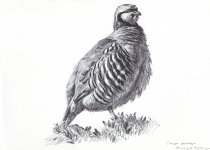Chuckar-partridge-feathers.jpg