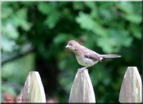 House Sparrow Juvie Male_8-4-14.jpg