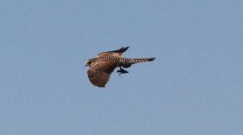 Eurasian Kestrel.jpg