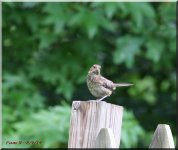 House Sparrow Fledgling3_8-4-14.jpg