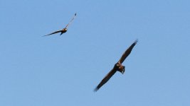 Goshawk and Kestrel.jpg