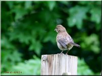 House Sparrow Juvenile Male_8-4-14.jpg