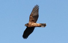 Northern Goshawk juv..jpg