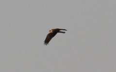 Eastern Marsh Harrier.jpg