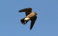 Peregrine Falcon.jpg