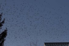 CommonGrackles2b_1209.jpg