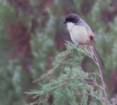 IMG_5912 Long-tailed Shrike @ Shuhe.JPG