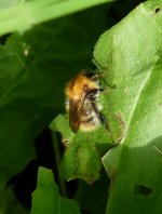 Tree Bumble Bee.jpg