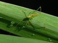 Speckled Bush Cricket.jpg