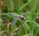 4-Spotted Chaser.jpg