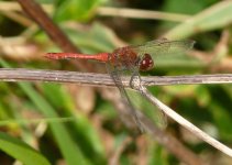 Ruddy Darter.jpg