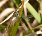 Emerald Damselfly.jpg