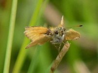 Essex Skipper.jpg