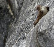 IMG_5951 Crag Martin @ Tiger Leaping Gorge.JPG