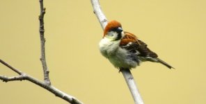 IMG_5992 Russet Sparrow @ Tiger Leaping Gorge .JPG