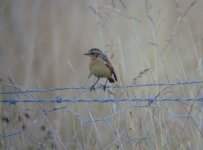 Whinchat Copcut1.JPG