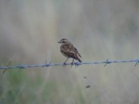 Whinchat Copcut2.jpg