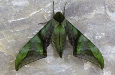 IMG_5974 callambulyx hawk moth @ Tiger Leaping Gorge.JPG