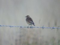 Whinchat Copcut3 (2).jpg