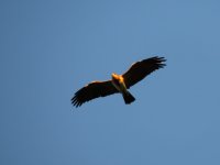 2014.08.23 Short-toed Eagle.JPG