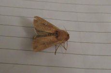 Webb's Wainscot-001 - Copy.jpg