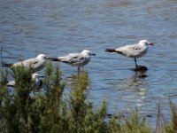 2014.07.20 Audouin's Gulls.JPG