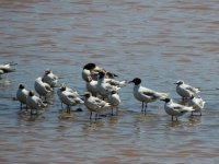 2014.07.20 Mediterranean Gull amongst Black-headed Gulls and a Shelduck.JPG