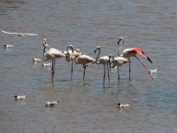 2014.07.20 Flamingos.JPG