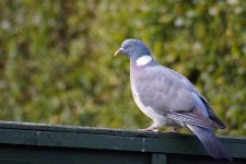 4264 Wood pigeon V's garden  Day 3.jpg