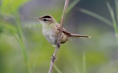 B lack-browed Reed Warbler.jpg