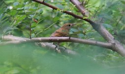 Thick-billed Warbler.jpg