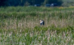 little bittern hamwall 2014-6.jpg