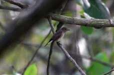 Red-throated Flycatcher.jpg