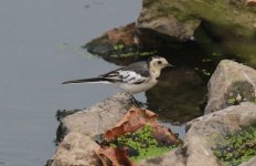 White Wagtail.jpg