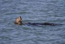sea otter on back.JPG
