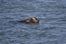 sea otter swimming.JPG