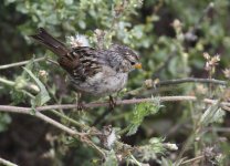 sparrow species juv point reyes.JPG